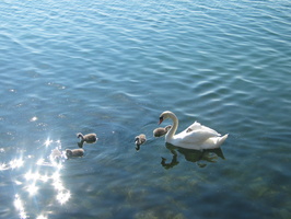 2006 05-Geneva Swans